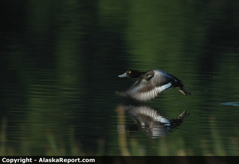 Lesser Scaup in flight